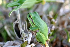 Killikus&reg; Fotographie